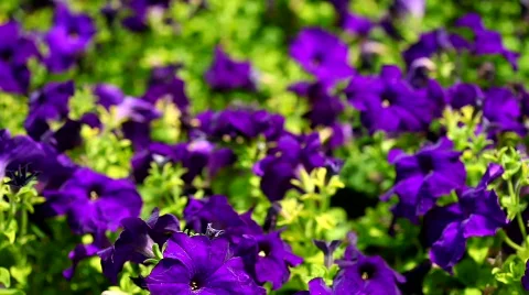 Violet flowers Stockbeeldmateriaal 458462