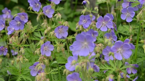 Violet flowers Stock Footage 60664924
