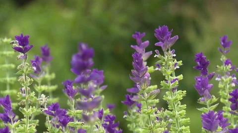 Violet flowers Stock Footage 73698293