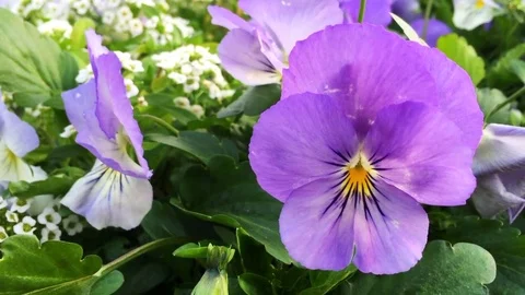 Violet flowers Stock Footage 75306077