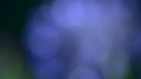 Violet Flowers Stock Footage 98678769