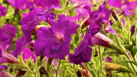 Violet Flowers Stock Footage 115269326