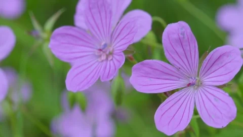 Violet flowers Stock Footage 121249372