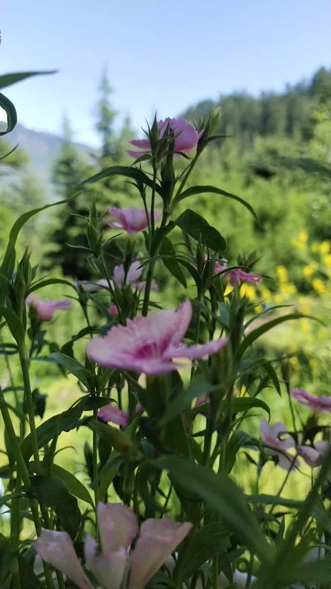 Violet flowers in forest Vidéo 239298998