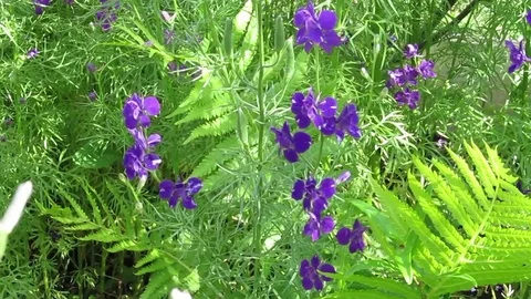 Violet flowers in the garden. Stock Footage 77277275