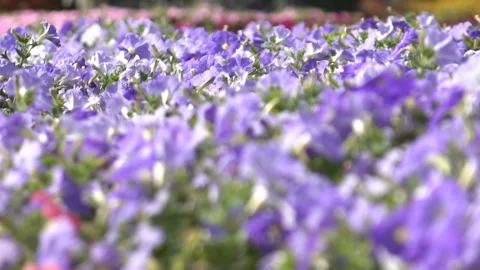 Violet flowers in the garden Stock Footage 86476438