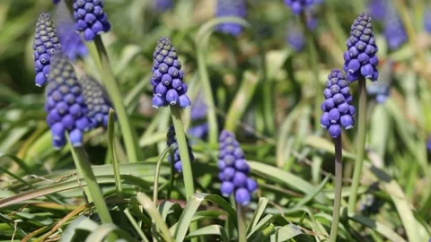 Violet flowers in garden 스톡 동영상 303048507
