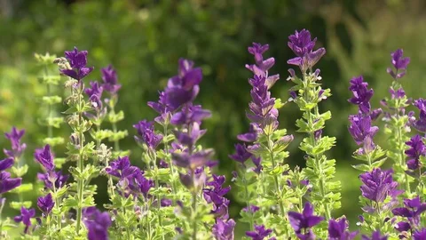 Violet flowers in gentle wind Stock Footage 73698017