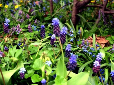 Violet flowers in the grass, side view Stock-Fotos
