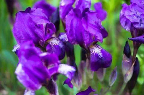 Violet flowers of iris close-up Stock Photos