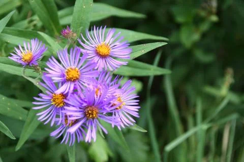 Violet flowers left side Stock Photos