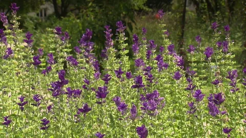 Violet flowers in the meadow Stock Footage 73698529