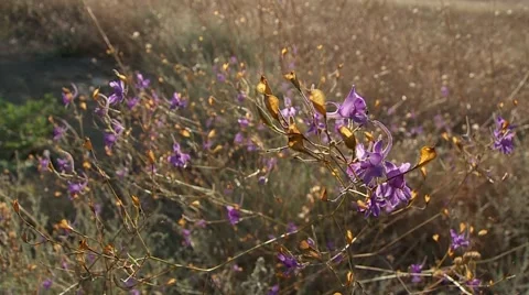 Violet flowers moving by the wind in slow motion closeup 02 50s Stock-Footage 1585622