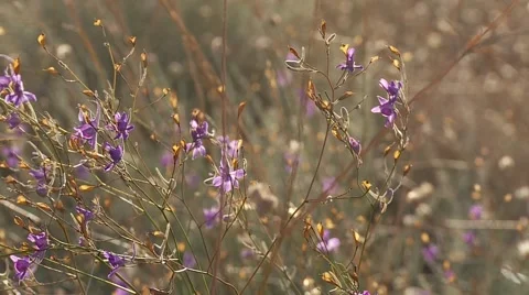 Violet flowers moving by the wind in slow motion Stock-Footage 1593479