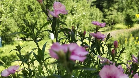 Violet flowers in nature Video stock 239298988