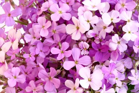 Violet flowers night selective soft focus Stock Photos