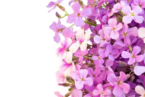 Violet flowers night selective soft focus Stock Photos