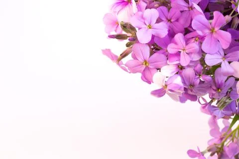 Violet flowers night selective soft focus Stock Photos