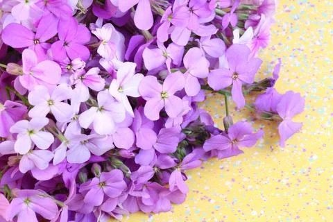 Violet flowers night selective soft focus Stock Photos