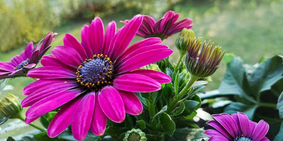 Violet flowers of Osteospermum ecklonis,pink Dimorphotheca,or African Cape Daisy Stock Photos