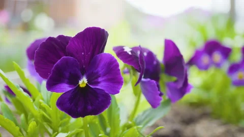 Violet flowers of pansies. Video stock 90750196