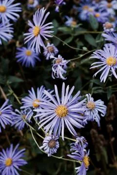 Violet flowers in park Stock Photos