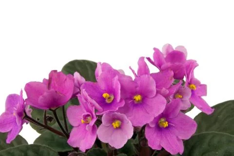 Violet flowers Stock Photos