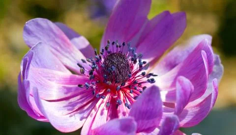 Violet flowers Stock Photos