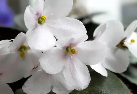 Violet flowers 스톡 사진