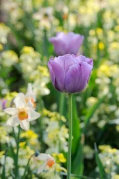 Violet flowers Stock Photos