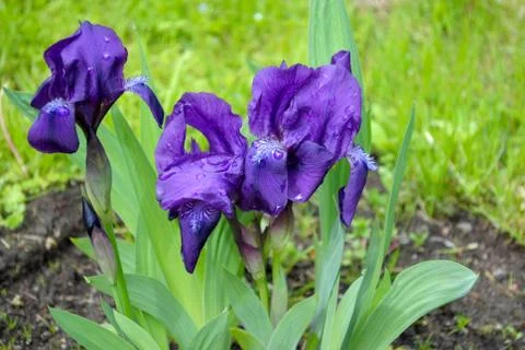Violet flowers Stock Photos