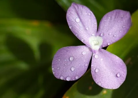 Violet flowers Stock Photos