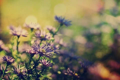 Violet flowers Foto stock