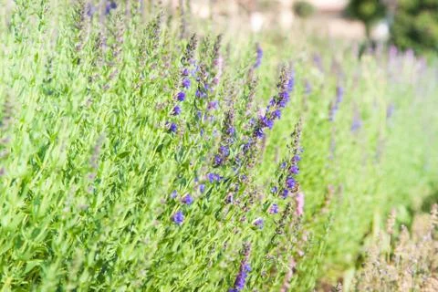 Violet flowers Stock Photos