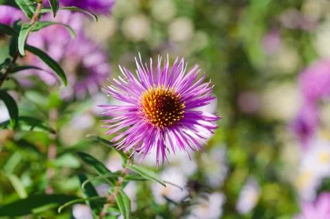 Violet flowers 写真素材