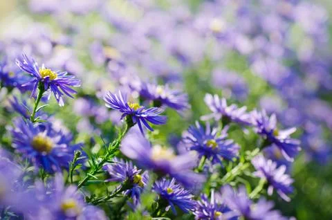 Violet flowers 写真素材