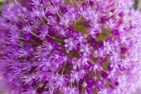 Violet flowers Stock Photos