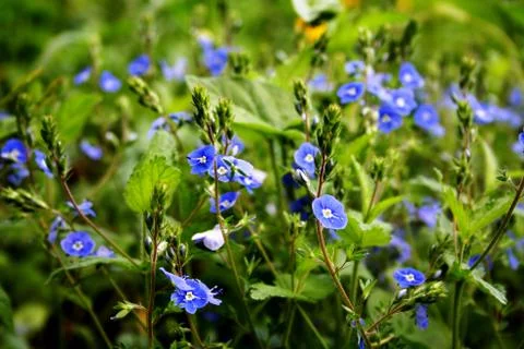 Violet flowers Stock Photos