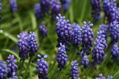 Violet flowers Stock Photos