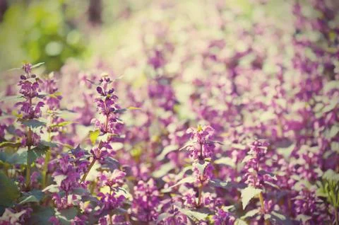 Violet flowers 写真素材