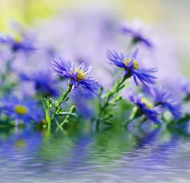 Violet flowers Фото