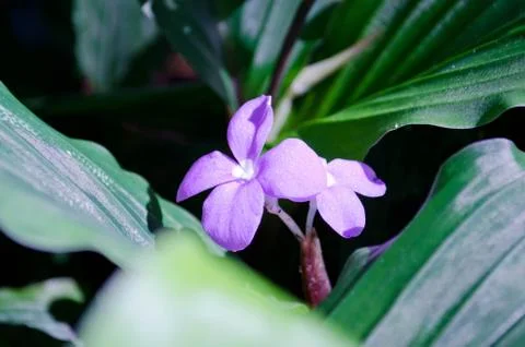 Violet flowers Stock Photos