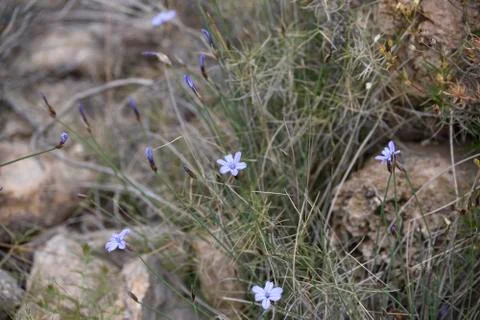 Violet flowers Stock Photos