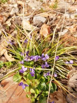 VIOLET  flowers Foto stock