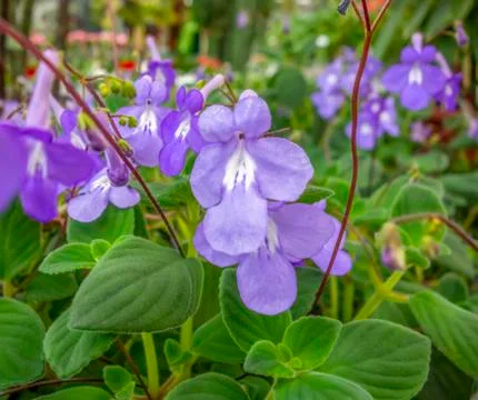 Violet flowers Stock Photos