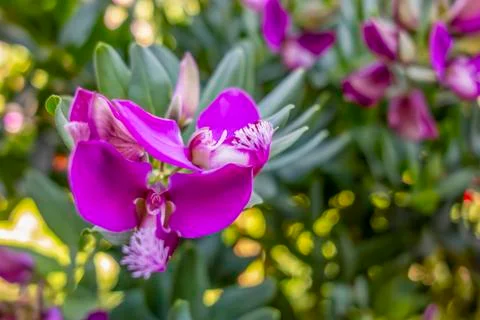 Violet flowers Stock Photos