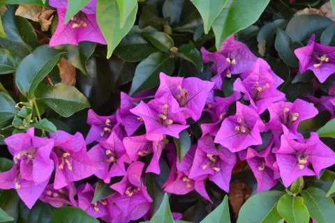 Violet flowers Stock Photos