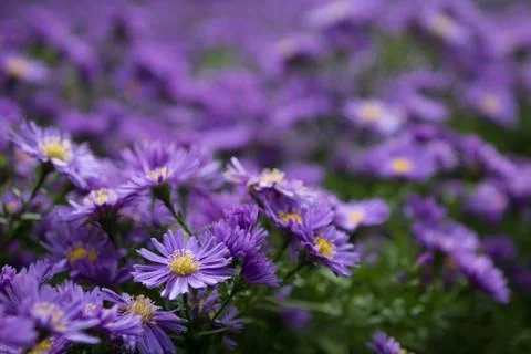 Violet flowers Stock Photos