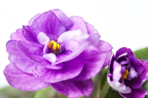 Violet flowers Stock Photos