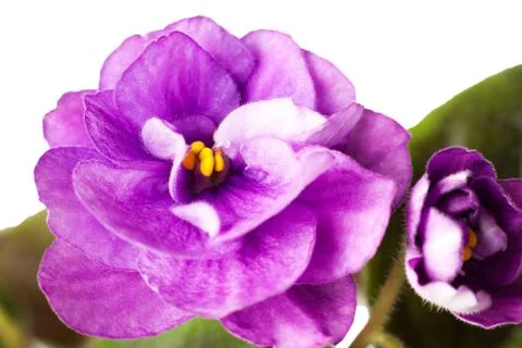 Violet flowers Stock Photos